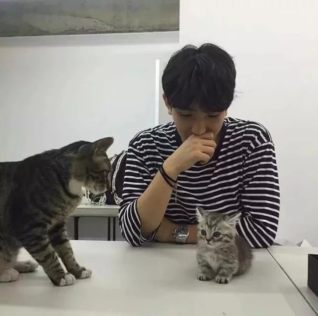 龙羽福紫